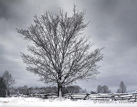 Winter Tree_32379.jpg - Photographed near Lombardy, Ontario, Canada.